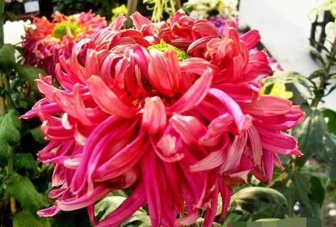  『养盆』喜欢菊花，不如养盆“珍贵名菊”棕红梅，粉粉嫩嫩，婀娜多姿!美