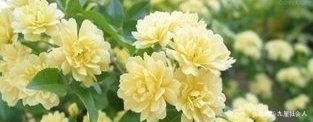  『俏丽』人间四月最美天，又是一年春来到，春意艳然，花开俏丽