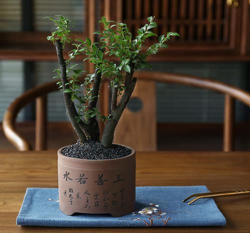  【室内】阳台再小，也有“大作为”种下面的8种植物，高雅美观有面子