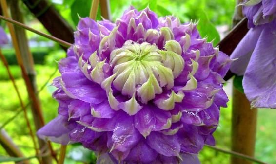  「摆上」阳台摆上这“4种花”，花色艳丽、观赏性高，开花一整夏，真漂亮