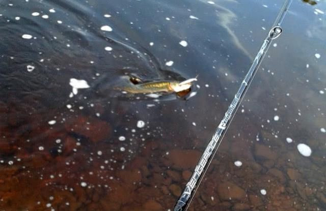  贪婪@新疆钓狗鱼，生性粗暴贪婪，一天可以吃掉和自己体重相当的