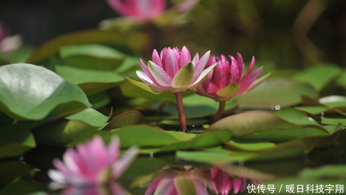  越好|特别耐热的几种花，40度依旧能正常开花，越热长得越好