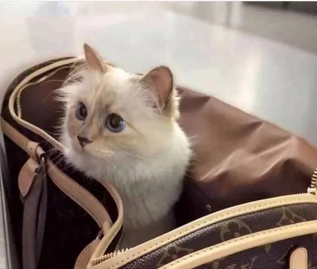  宠物■老佛爷过世一年后，那只承继了21亿财产的猫如何了？人比不上猫...