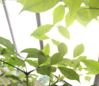  [寓意]客厅养一棵幸福树，寓意好，通风、光照、浇水做好，嫩叶呼呼长！