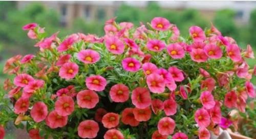  [漂亮]3种花，仙气十足开的旺，漂亮好养花期长，养1盆，让你爱也爱不完