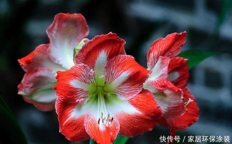  [随便]5种花随便养一盆，日子越来越红火，事业高升还旺财，有钱人都养