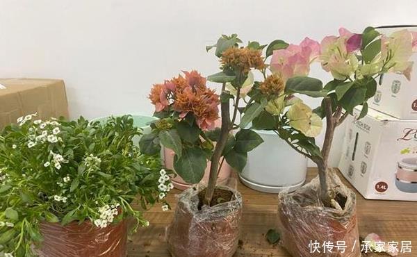『三角梅』买到黄泥巴栽种的三角梅很闹心?大神给支招,两点就可妙手回春