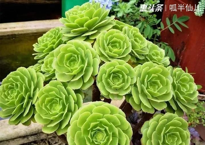  #上名#傻傻分不清的多肉，就看它这儿，一眼就能叫上名！