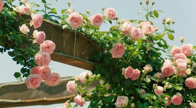  『花期』花期长的花养起来真的超好，一年四季都有鲜花陪伴！