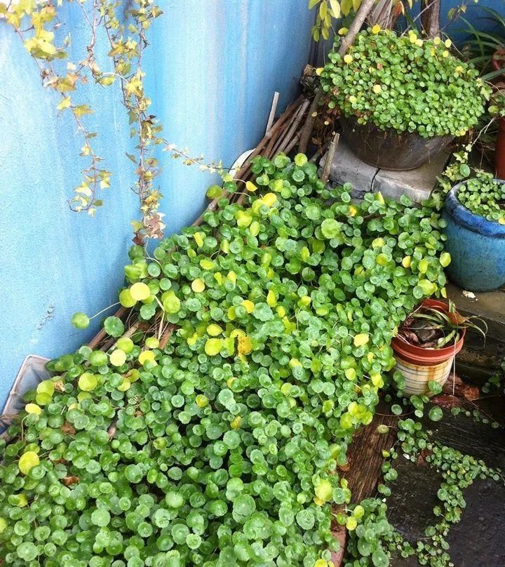  【慎养】这花要慎养，每年砍掉3麻袋，照样蹭蹭长！