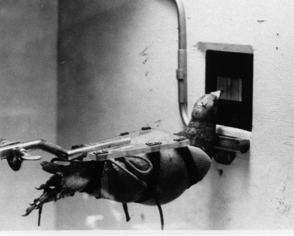 他揭开了迷信的心理机制，却无法破除自己被传虐童的谣言迷信