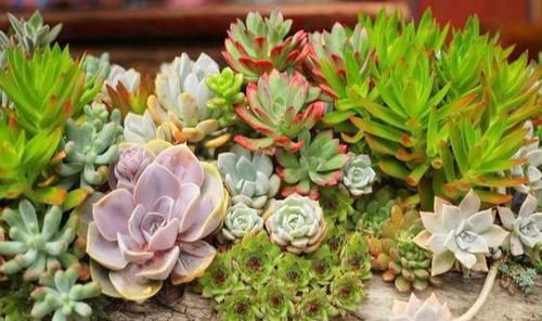 【艺术感】玉露“发功”成景天?2种方式把多肉搭配成让人羡慕的盆栽