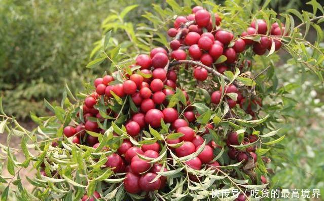  [钙果]农村这种水果，以前烂地里也没人要，如今30元一斤成稀罕