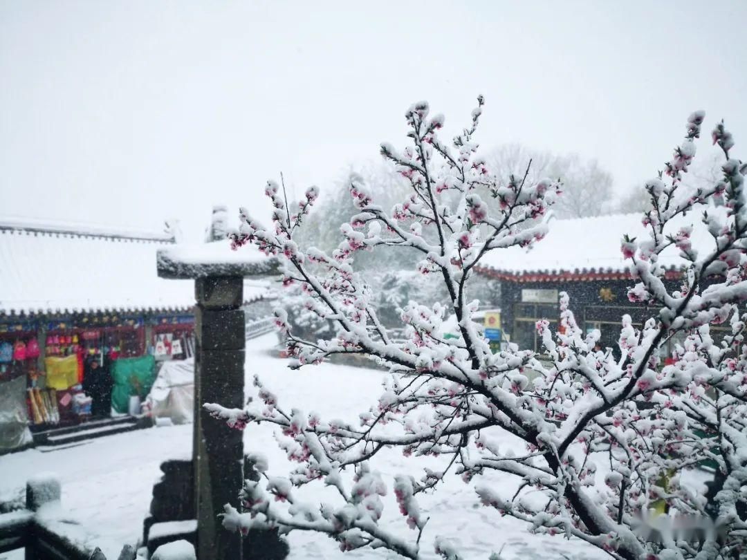  『岱宗』春雪空濛落岱宗，最美人间四月天