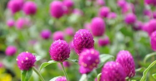  争艳■百菊争艳，来盆菊中佳品小红菊，花色红艳似火，红满天，开爆盆
