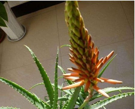  #过程中#见过“芦荟”开花吗？想要开出漂亮的花，掌握3点就够了！
