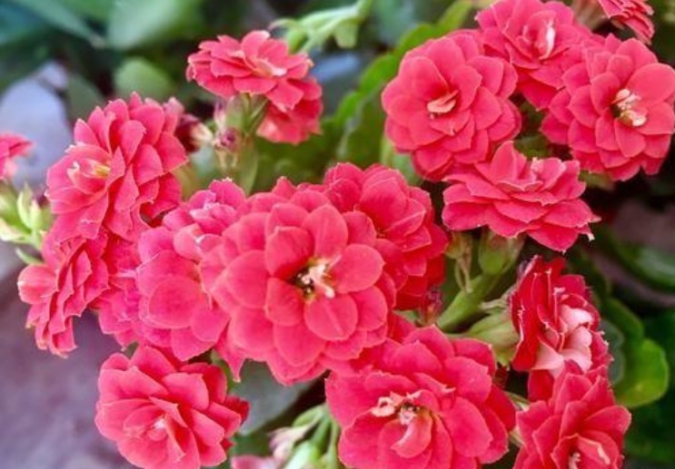  石竹花|春季养上“4种花”，好养不说，花量还大，花开艳丽，好运来！
