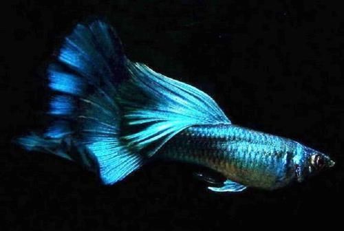  【均表现为】孔雀鱼太好繁殖啦，所以孔雀鱼的品种多到让你数不过来！