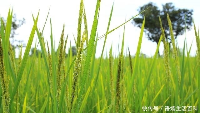  #麦苗#农村老话：秋分前十天不早，秋分后十天不晚，说的是什么