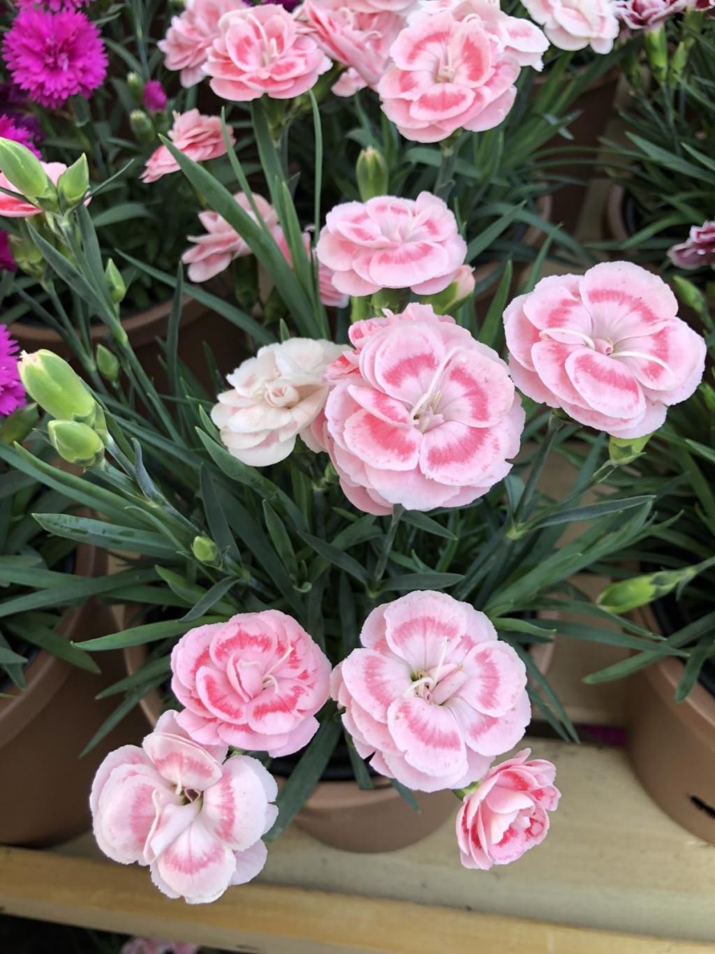 「石竹花」有院子一定要养石竹,皮实好养,来回踩都不死,夏天开出花海