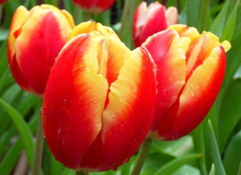  「美艳绝伦」经常爆盆的植物，养在家里生机勃勃，花开美艳绝伦，四季如春，美