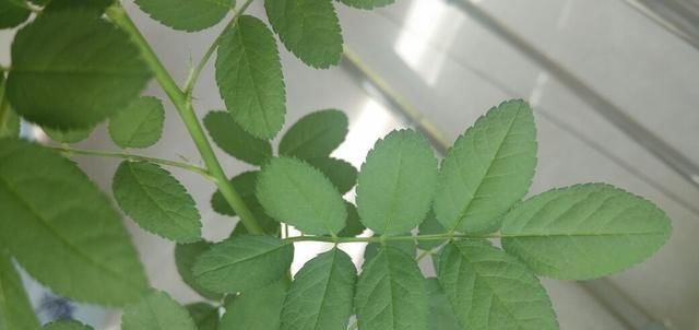  『开爆』春天月季不开花，到底因为啥？教你几个小妙招，花开爆盆不用愁。