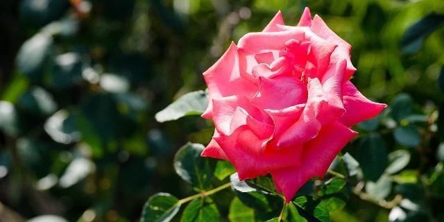  『时间』买带花苞的茶花，有一点要注意，否则很难养活！