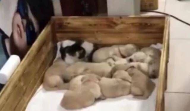 #金毛#金毛找主人告状,主人跟去一看哪来的小奸细