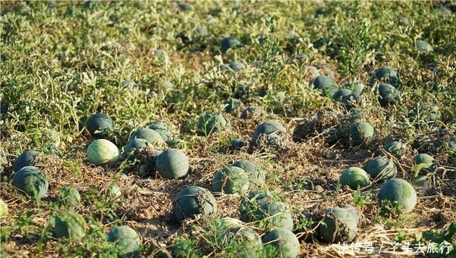  [成熟]新疆的西瓜成熟了，大型机器直接开到田地里收瓜