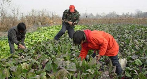  「红菜苔」越割越能长，种了能割8次，一斤6元热卖，农民却不敢