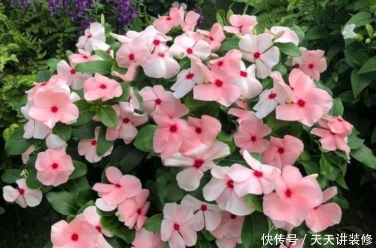 漂亮@4种便宜花，却开花特漂亮，10元两盆，个个开成花球，四季有花赏