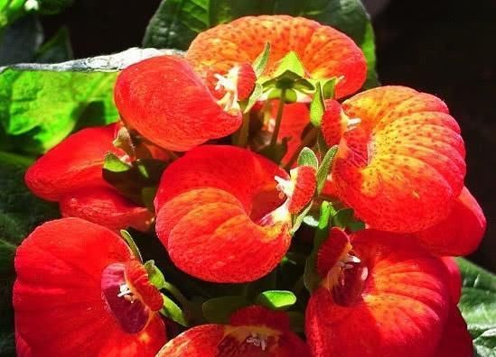  『养护』此花长得像“荷包蛋”，花期长养护容易，盆栽2盆，阳台似花海