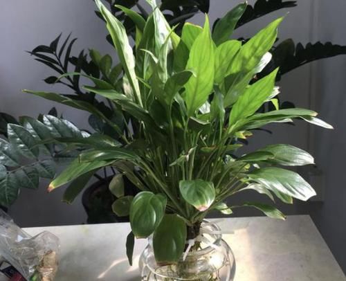  到植株■白掌的花期有“100天”，养了2年看不见“花苞”，4个原因请重视
