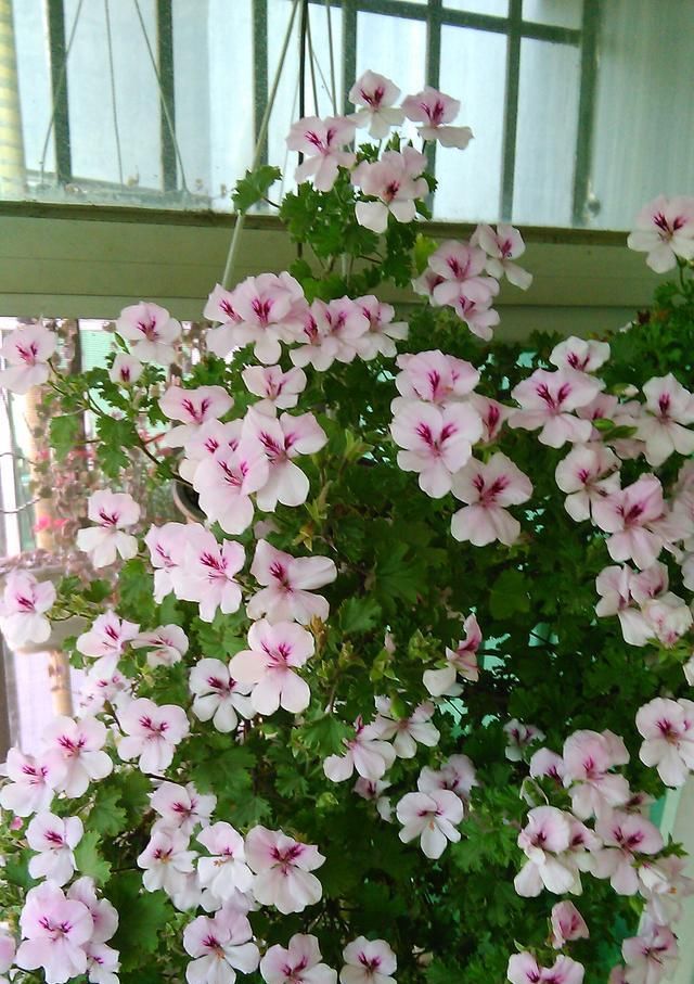  『种植』此花是世界名花，花期几乎全年，灿烂绚丽，种植容易，是盆栽佳品