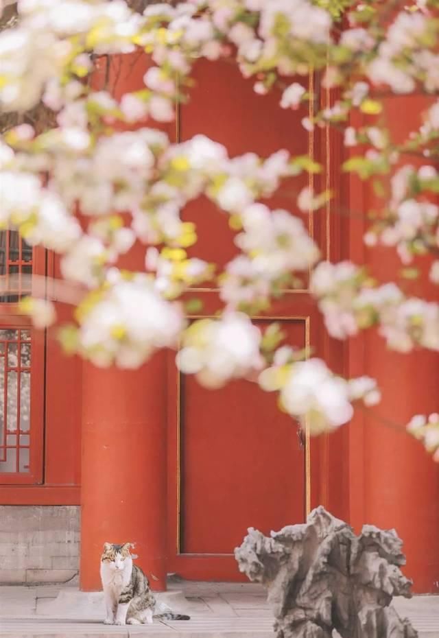 一年 30 多趟故宫，只为拍摄超赞「故宫猫咪图籍」！