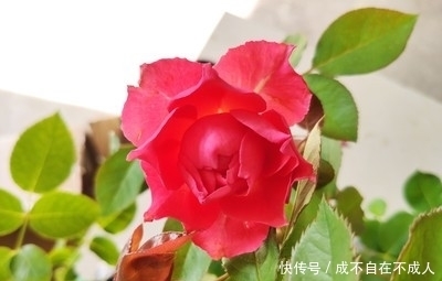 植物|这个夏天,植物这样养,绽放美丽光彩