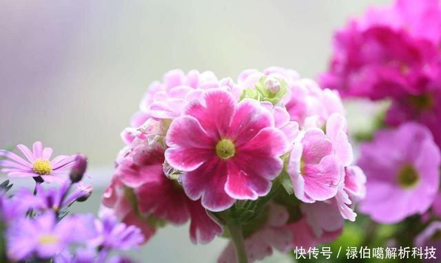  能力：3种花适合养在小院里，生长繁殖能力强，花开一片很漂亮，美极了