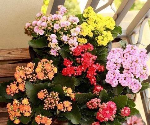  『长寿花』这种花真奇怪，喜欢'喝'中药，叶子油绿，花开一茬接一茬