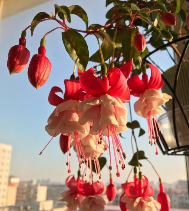 「吊钟海棠」花朵美丽“颜值”高,似灯笼高挂树梢,多季开花好养活,盆栽养花选它!
