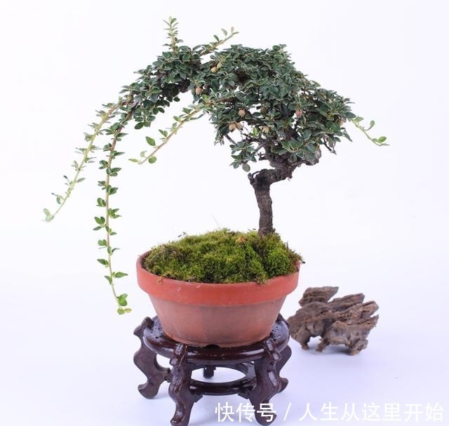  『提高』栒子盆景好，老桩移栽别不知道，这个准则是正道，成活率有效提高