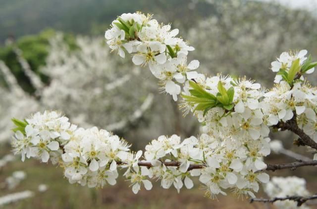  『植物』看到这些花，别说不认识，它们的果子你一定吃过！