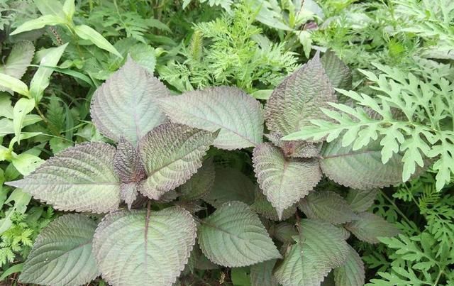  南方人|曾是田间杂草，现以60元一斤为出口名蔬菜，南方人尤其爱