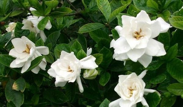  #花友#喜爱栀子花的花友不少，几乎都遇到过黄叶，但水黄和旱黄要区分