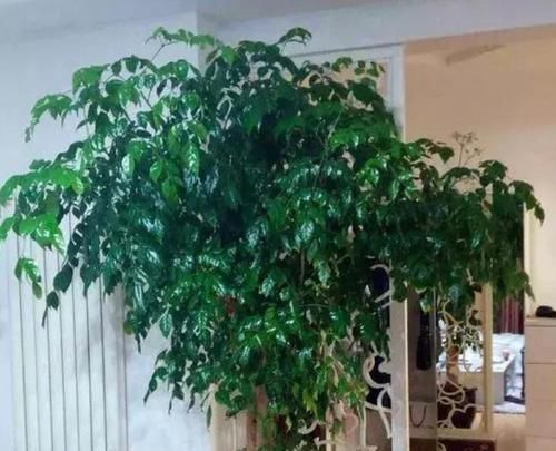  『家里』这几款植物养在家里，沾土就能活，不易生病好养护