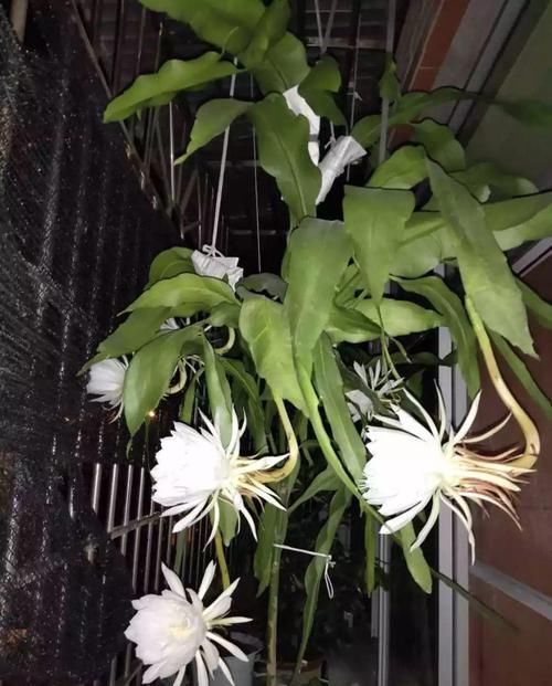  『令箭荷花』6种“荷花”，不用水只用土，开花一茬接一茬！