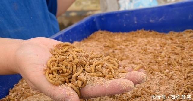  「市场」养殖3年只长2两，市场却卖100元一斤，你敢养殖吗？