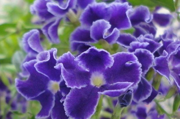  [随便]“3种花”花朵数不清，阳台随便摆一盆，花一开就是“花瓣雨”