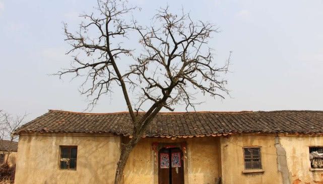 10年后农村地由谁来种，房子谁来住？看完后瞬间恍然大悟