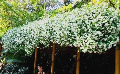  『茉莉』风车茉莉怎么养，风车茉莉的养殖方法和注意事项