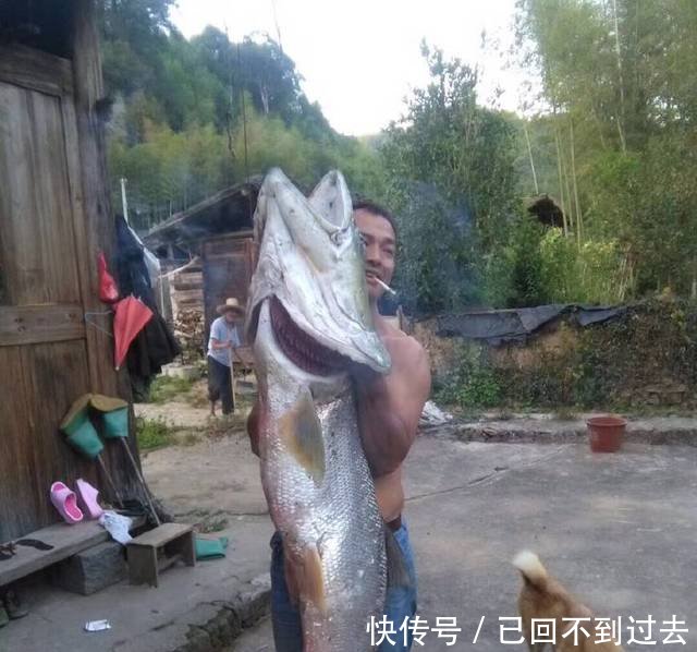 上世纪，水库放入两条小鱼，竟是淡水之王幼鱼，现在失控成灾